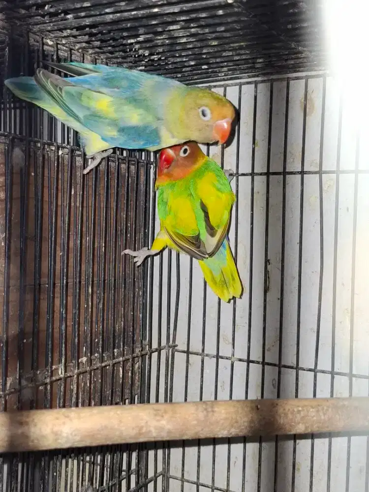 Lovebird sepasang induk