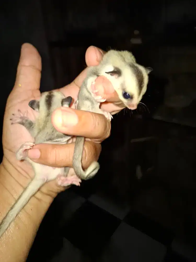 Sugar glider sepsang