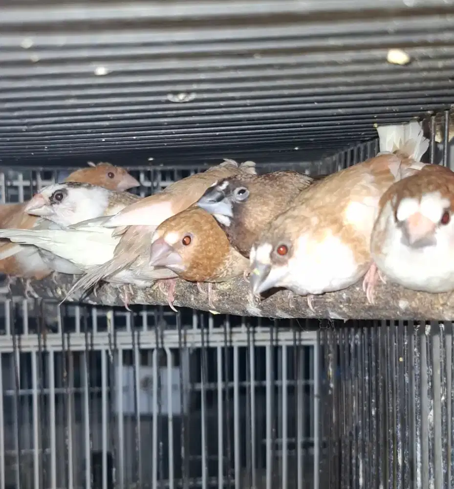 Burung pipit jepang