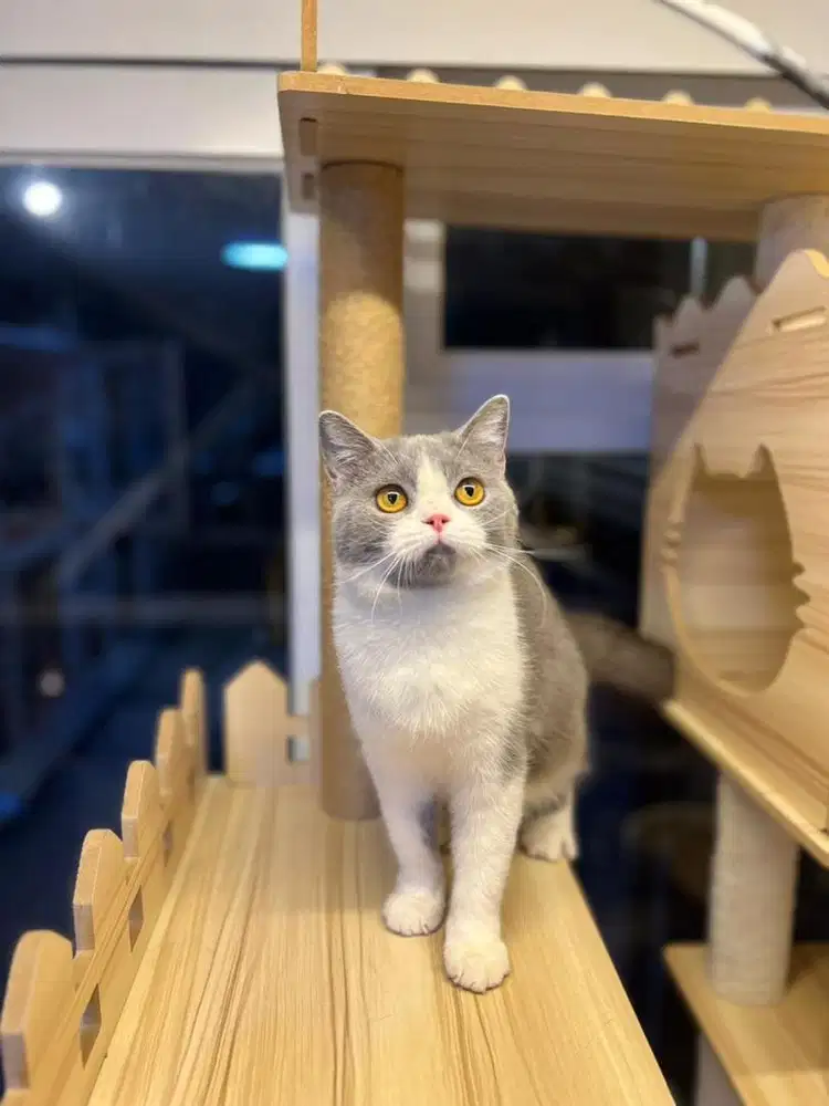 Kucing british shorthair bicolor blue
