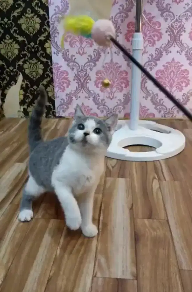 Kucing BSH ( British Short Hair )