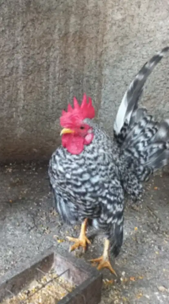 Ayam serama jali