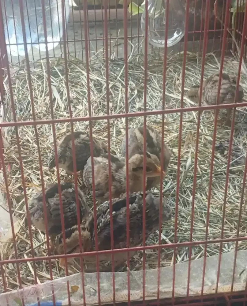 Anak ayam hutan hijau