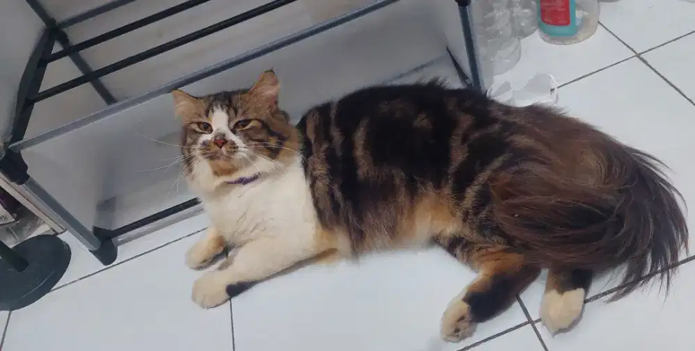 Kucing Persia Flatnose X bigbone