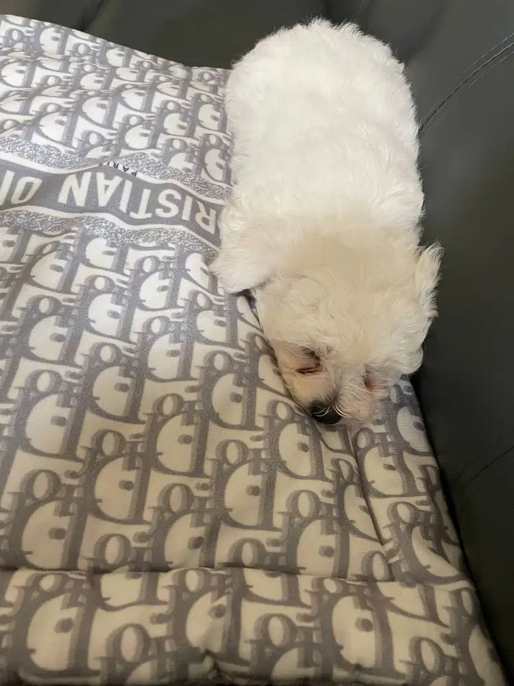 Open Addopt Mini Bichon ...