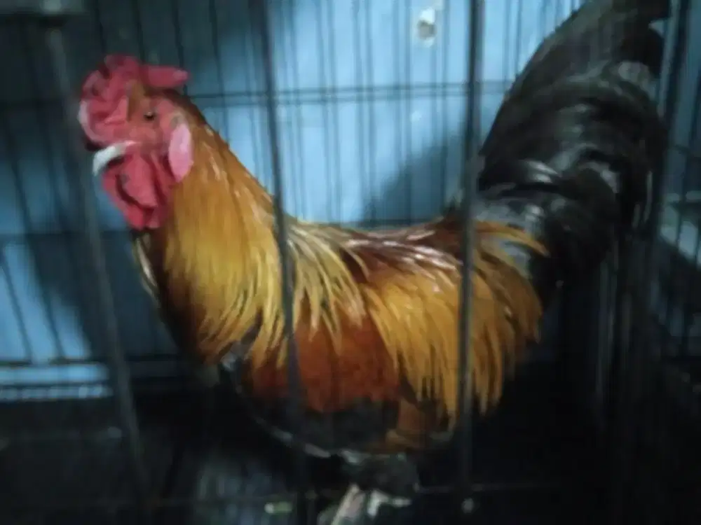 Ayam hias jantan bulu bagus dan lebat cocok di pajang