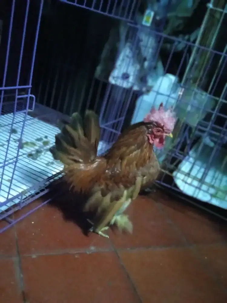 Ayam Kate jantan rajin Kokok dan mungil