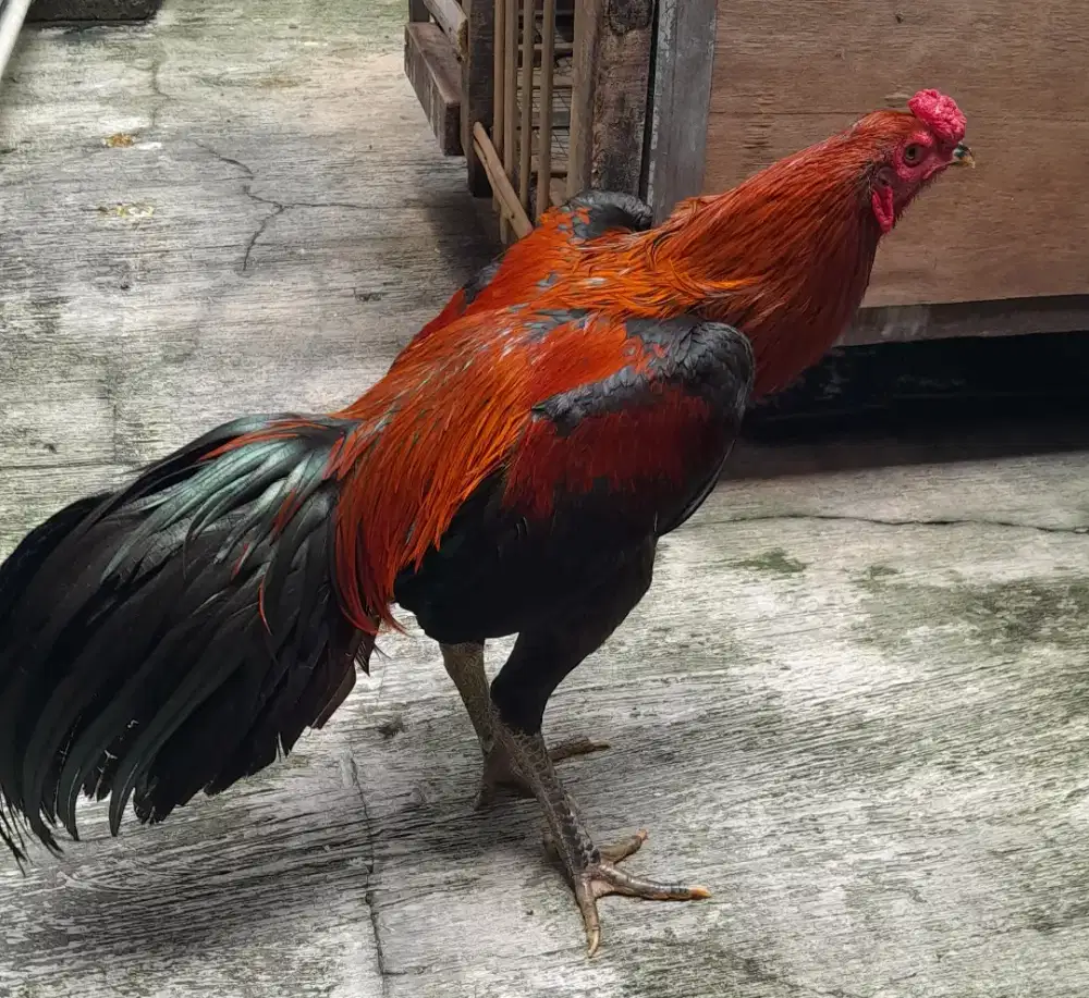 Ayam Bangkok dijual butuh buat makan