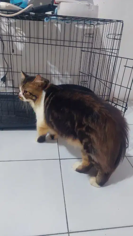 Persia jantan flatnose
