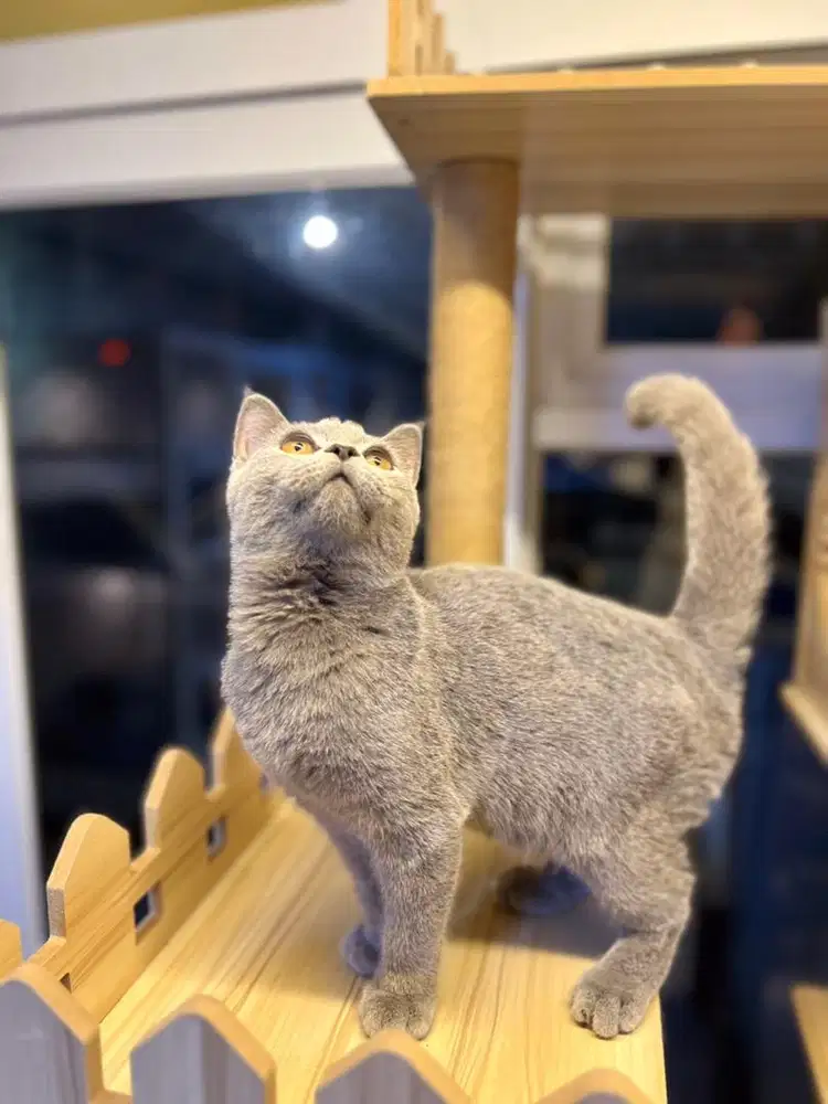 Kucing british shorthair blue solid bulu karpet