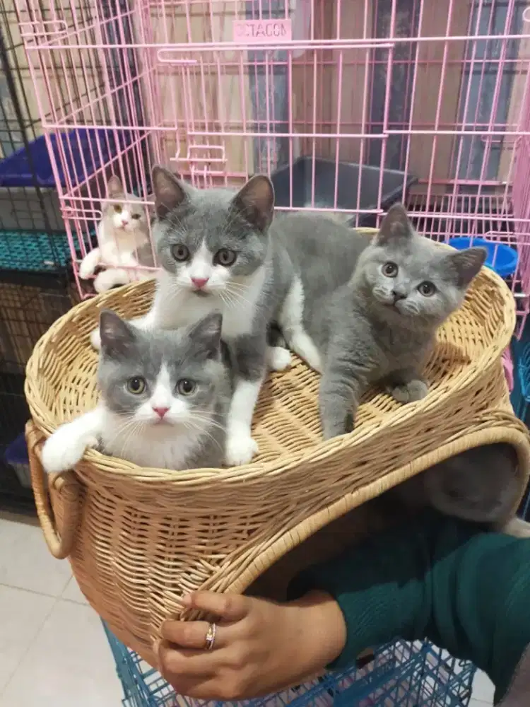 Kucing bsh British shorthair kitten blue solid dan bico blue