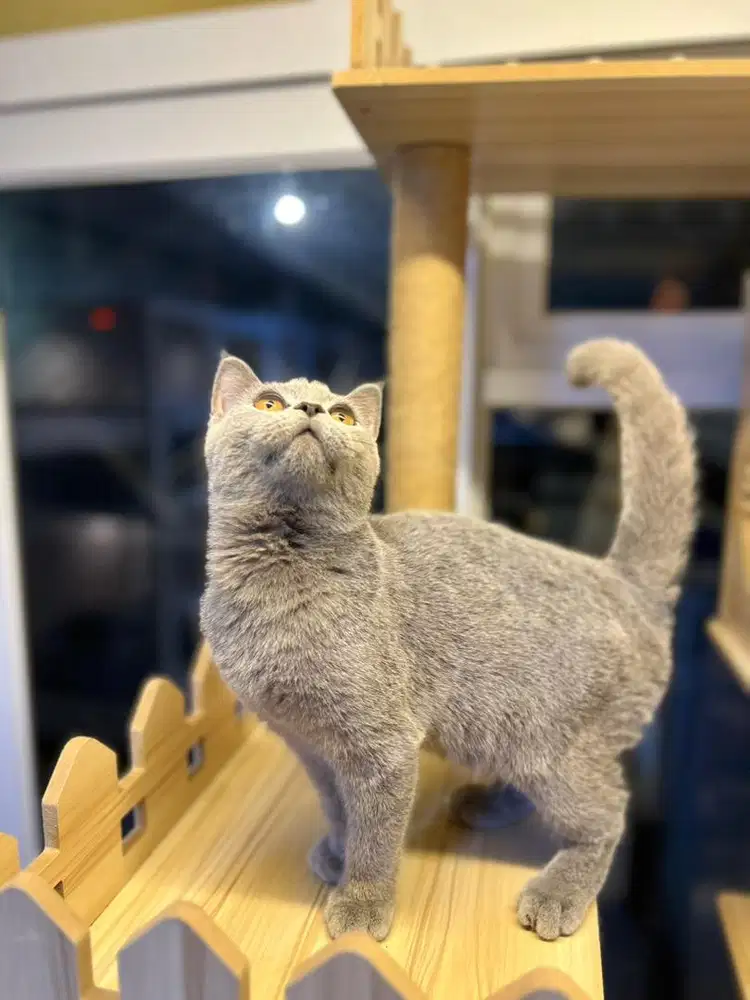 Kucing british shorthair blue solid