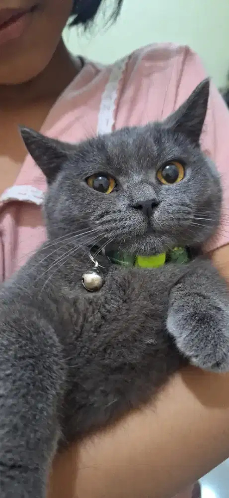 BSH Blue Solid Betina