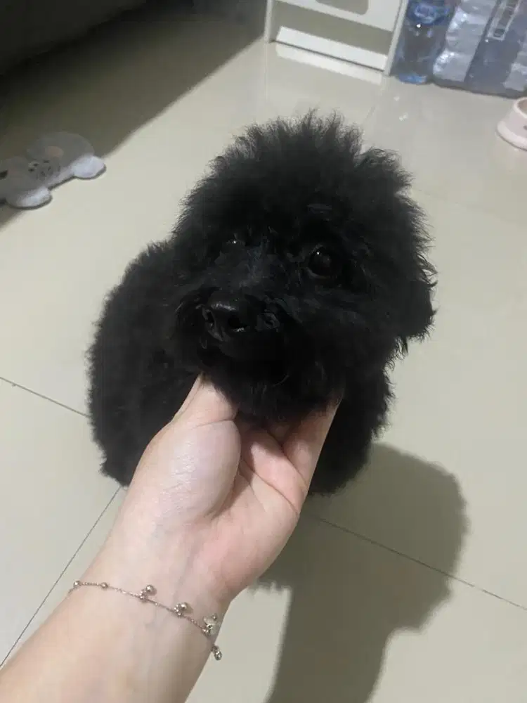 Black Toy Poodle