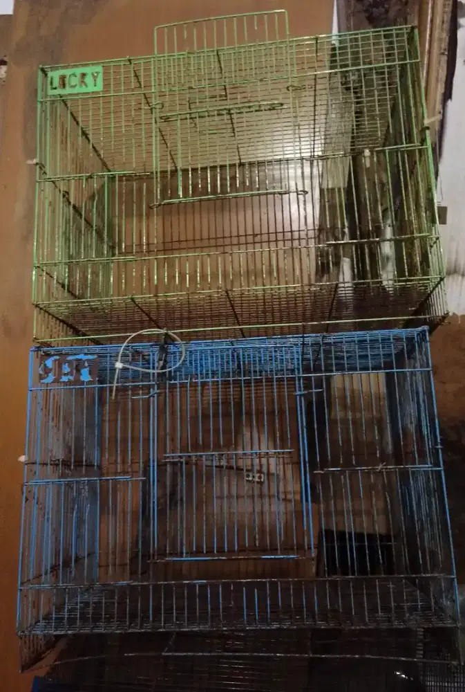 Kandang lovebird parkit lokal