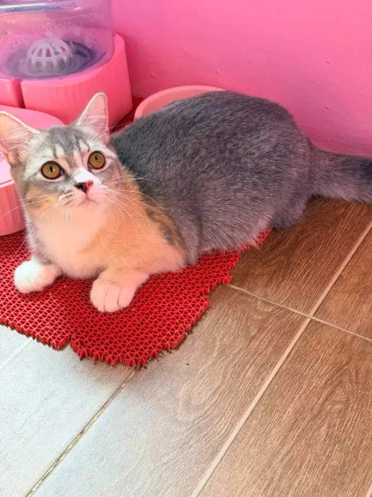 BSH Munchkin Betina