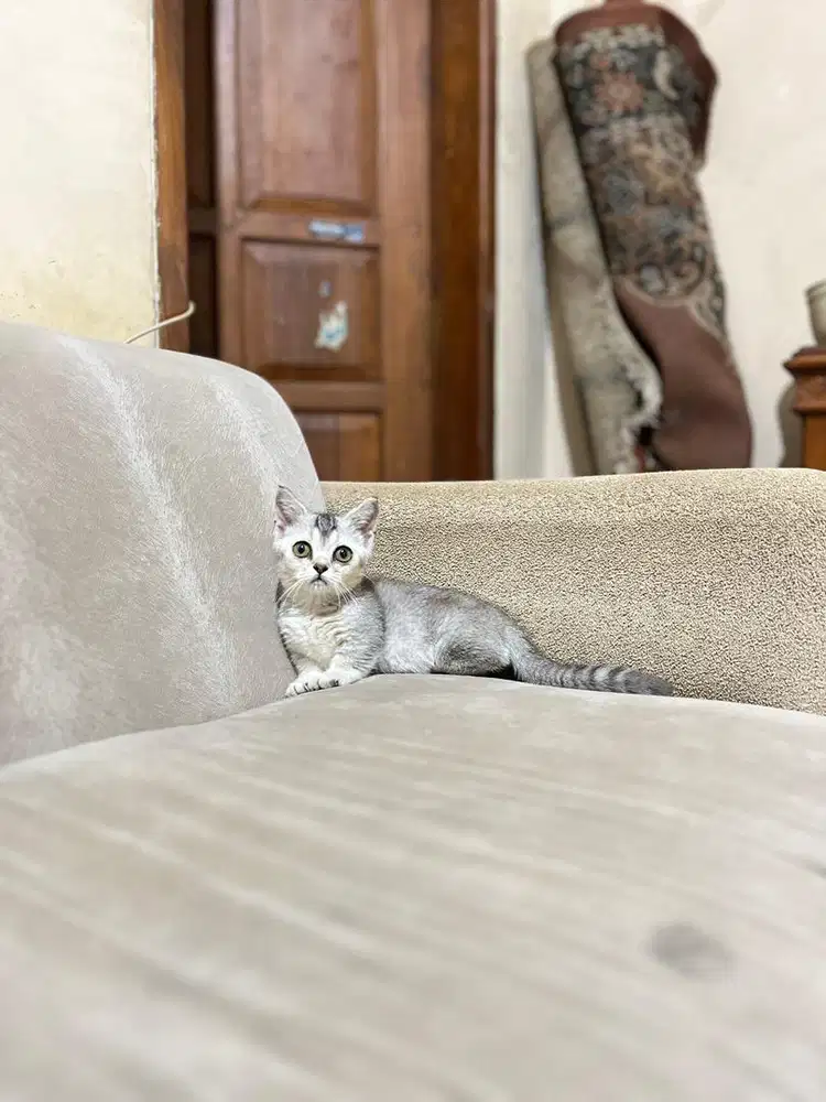 Kucing british shorthair munchkin bsh kitten