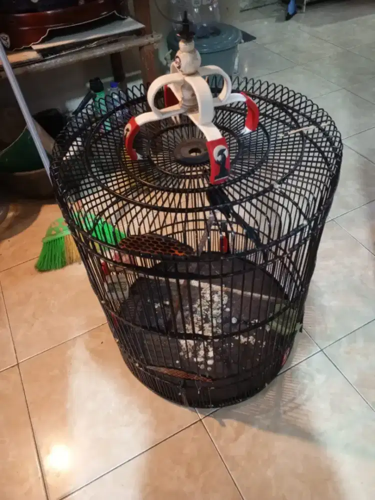 burung muray ternakan gacor dor