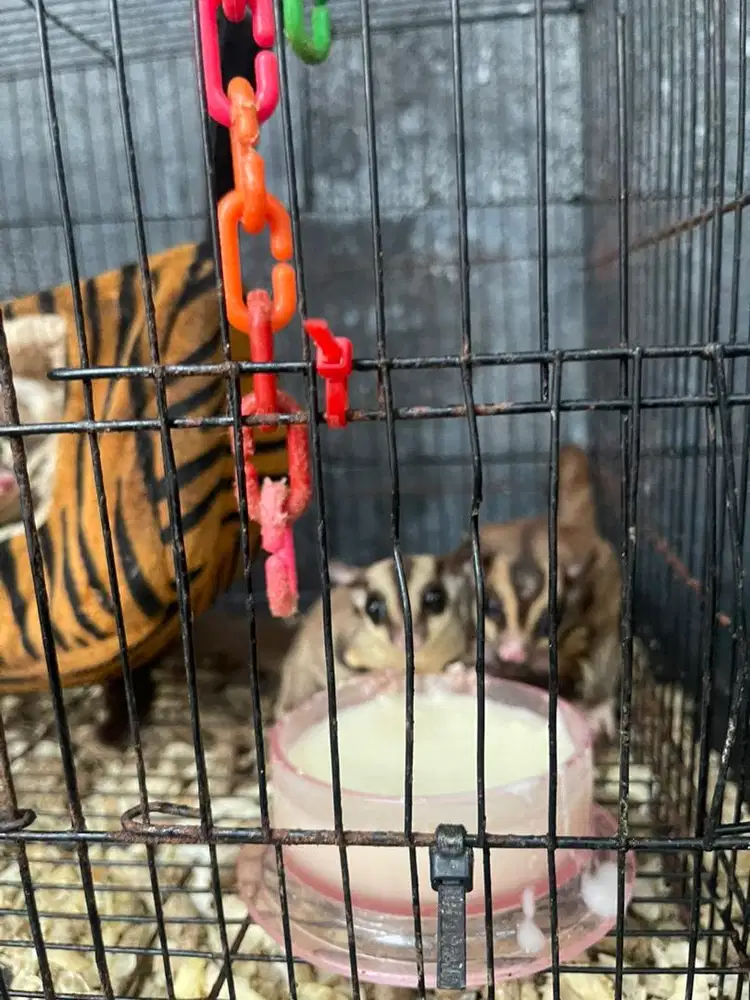 Sugar Glider Classic Grey Banyak BONUS Edisi Pensiun