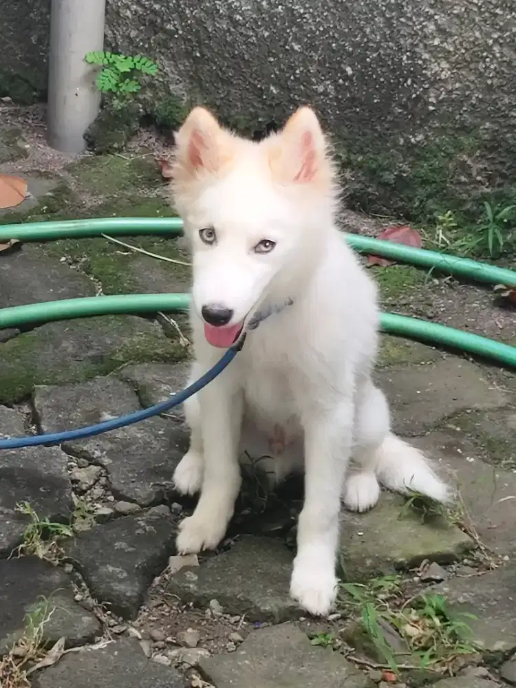 Siberian Husky Non Stambum
