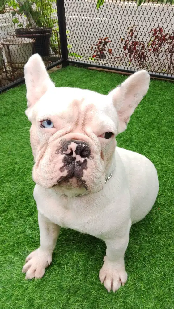 anak anjing jenis Frenchie