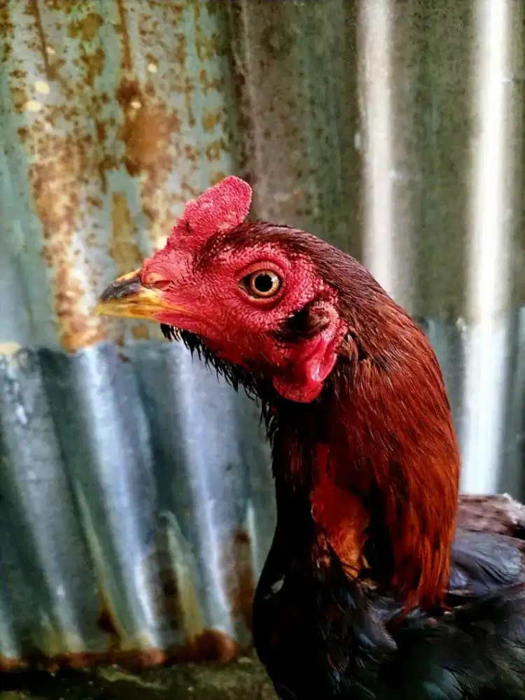 Ayam mangon jalu pukul