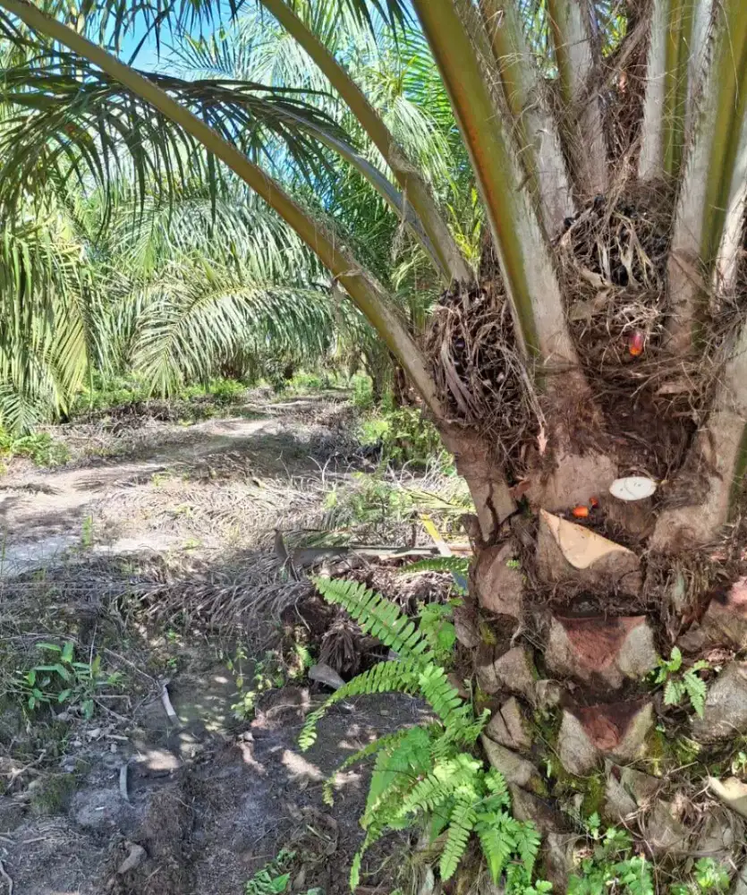 Lowongan rantau panen kelapa sawit