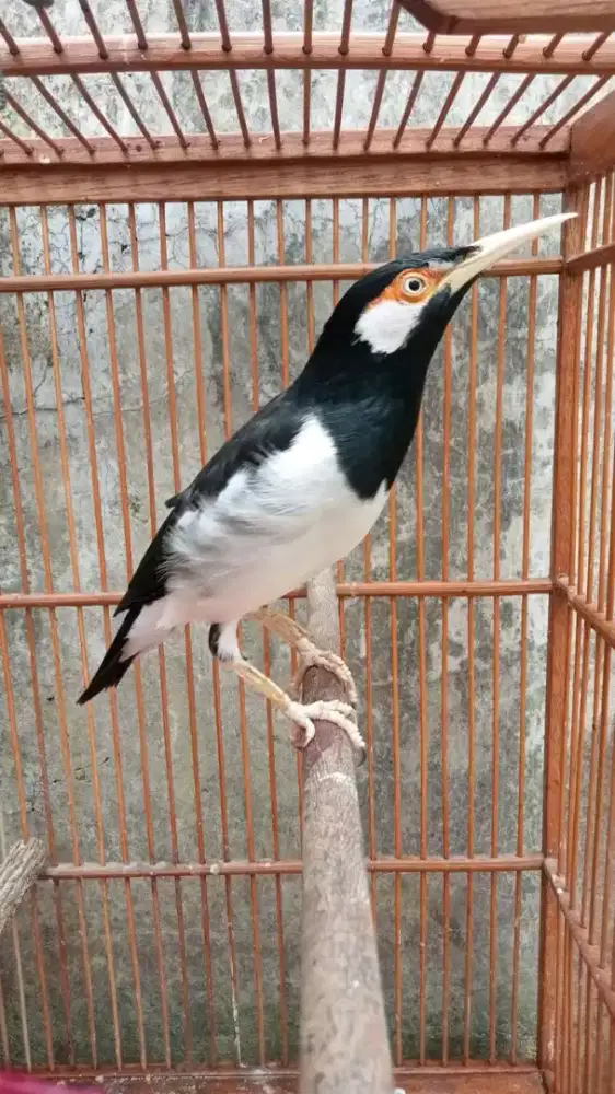 Suren mapan isian banyak