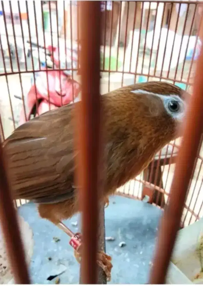 Wambi jantan ternakan lokal gacor jinak