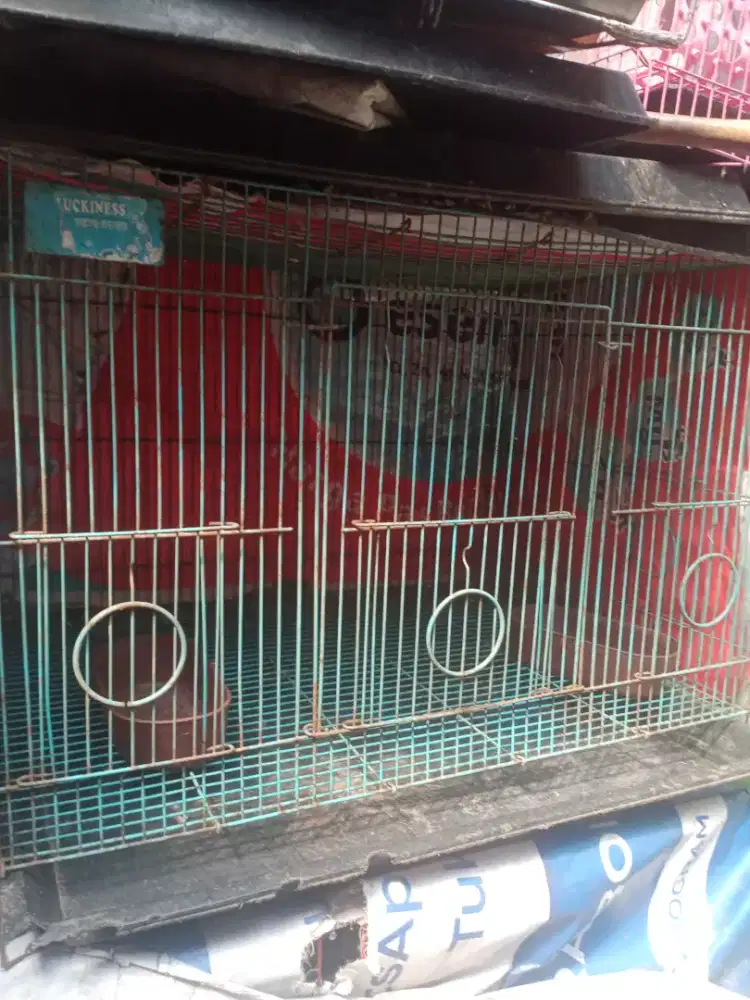Di jual kandang kucing