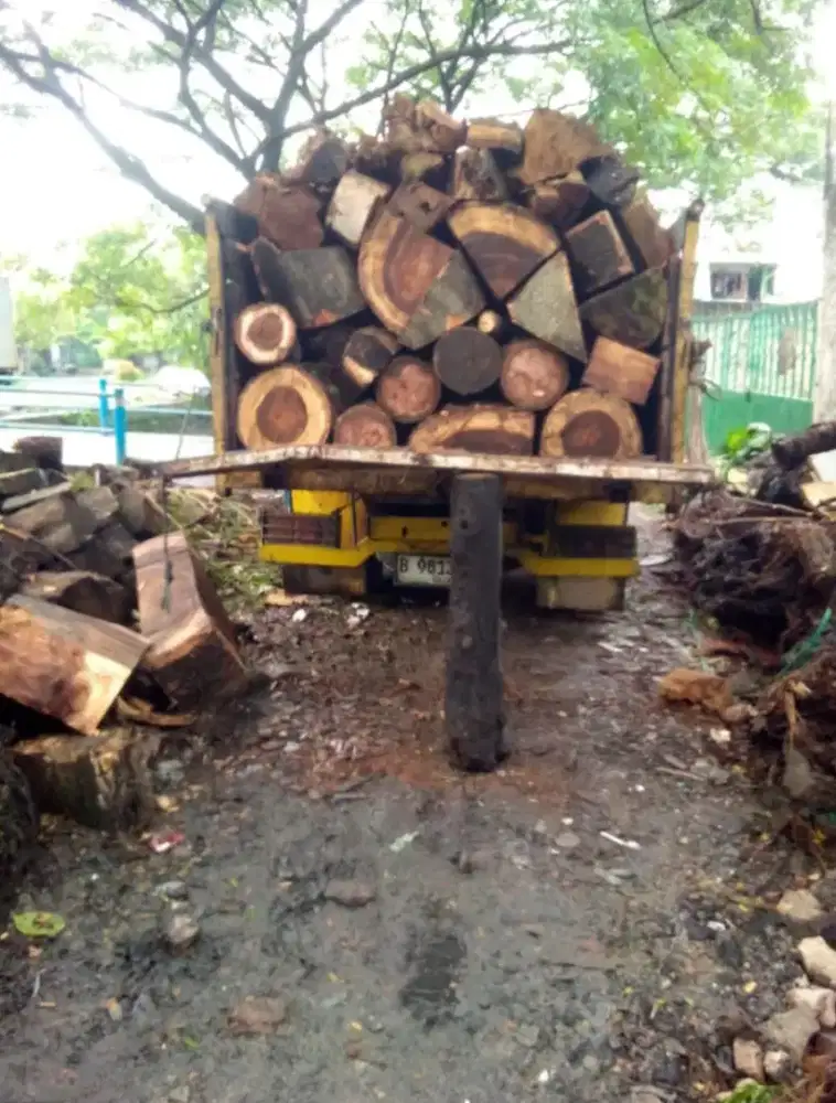 Jasa tebang pohon