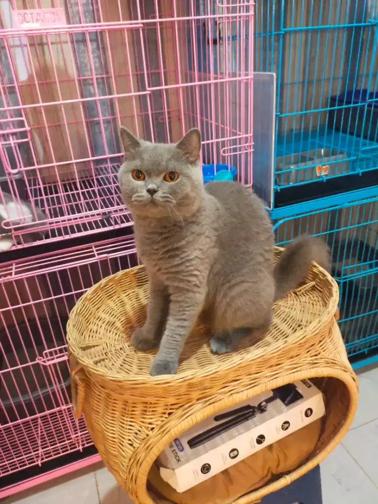 Kucing bsh British shorthair betina dewasa blue light