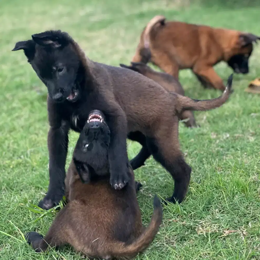 ANJING BELGIAN MALINOIS