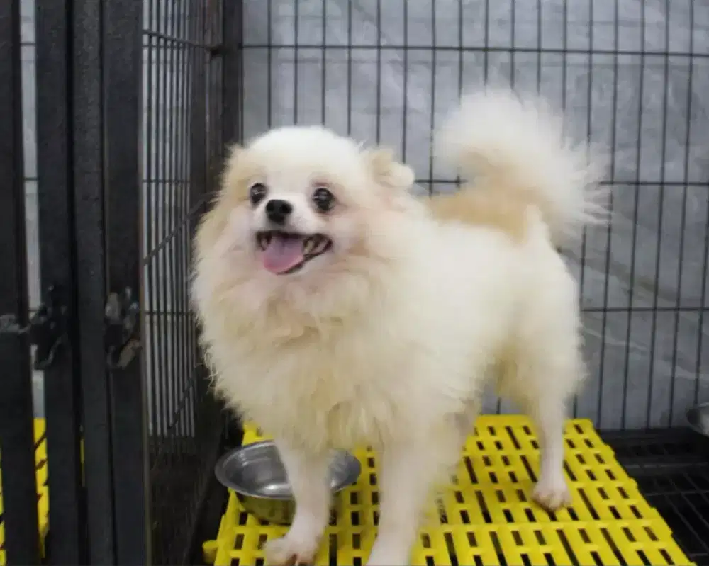 ANJING POMERANIAN MIX