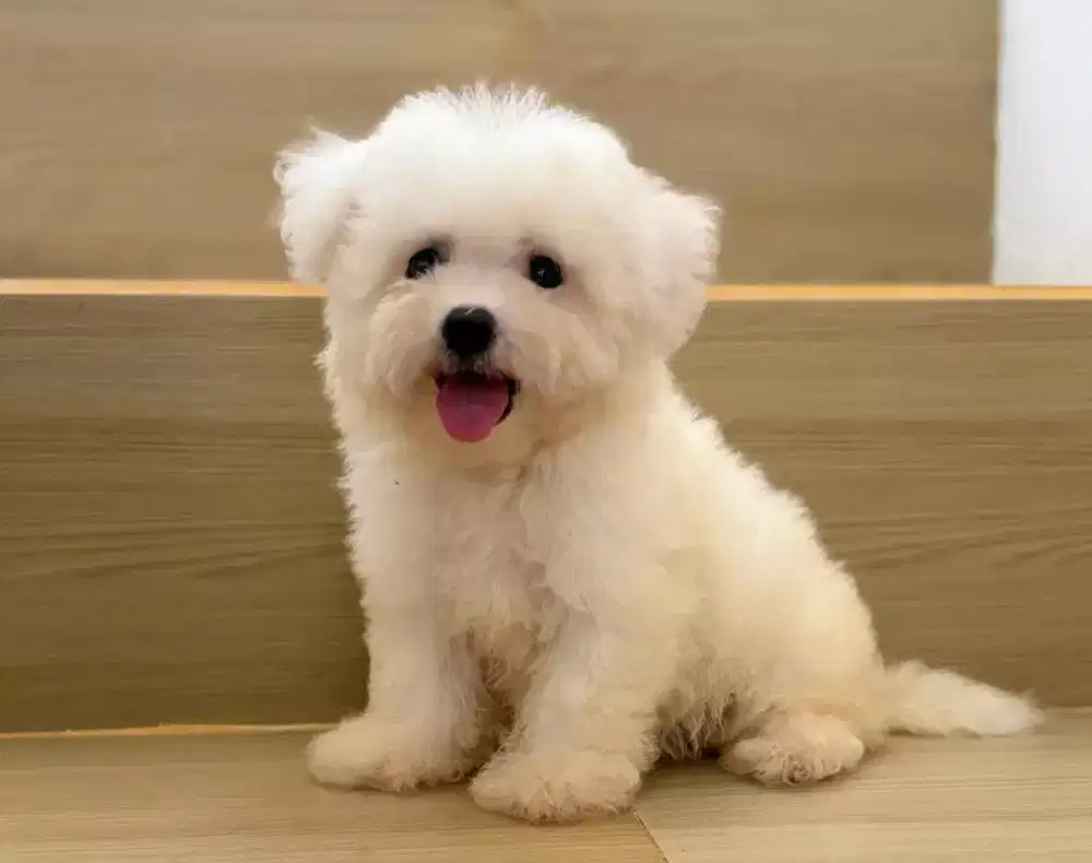 ANJING BICHON MIX POODLE