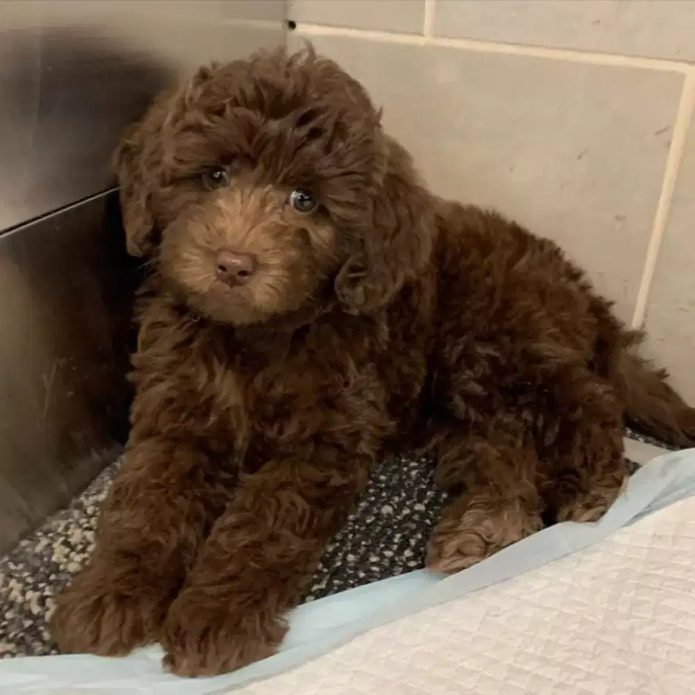 ANJING POODLE MIX SHITZU