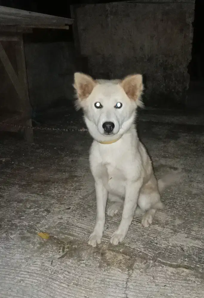 Anjing Ras Hasky