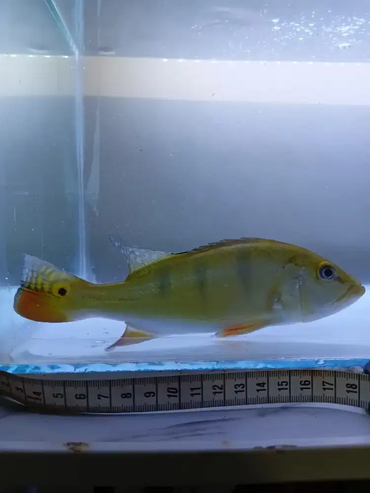 Dijual ikan pbas mono