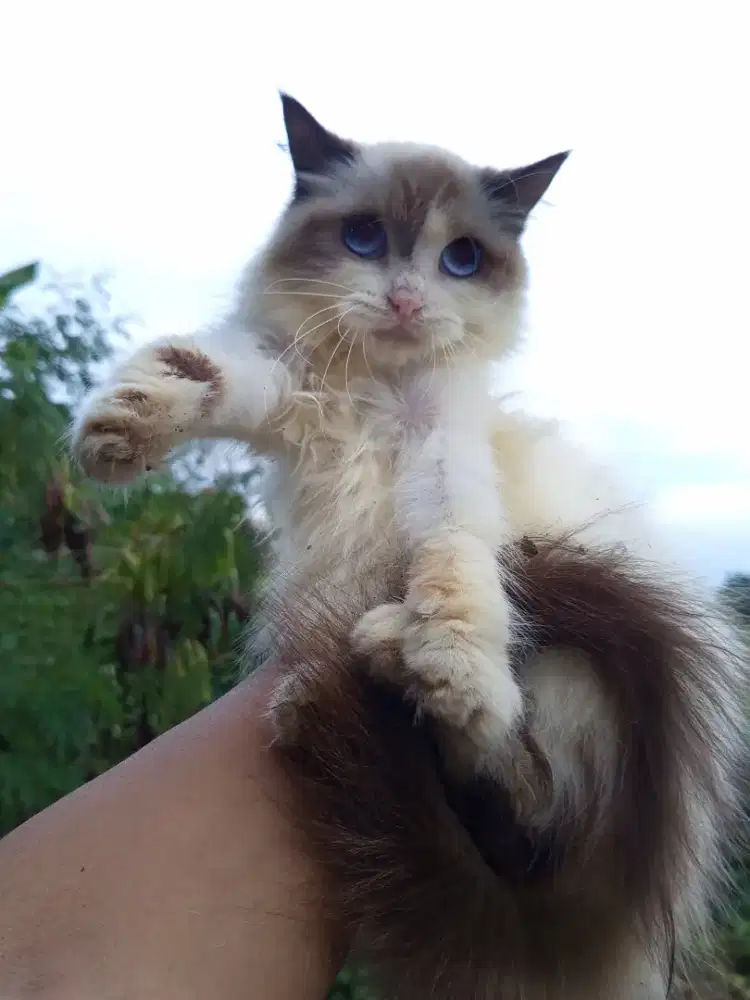 Kucing Himalaya