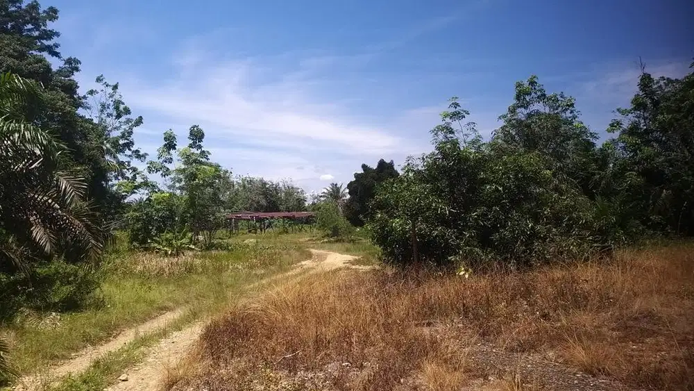 DIJUAL TANAH SHM PINGGIR JALAN LINTAS SUMATERA - MUSI RAWAS