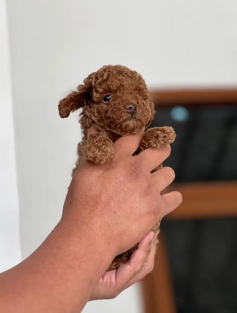 Anjing / puppies red toy poodle (betina)