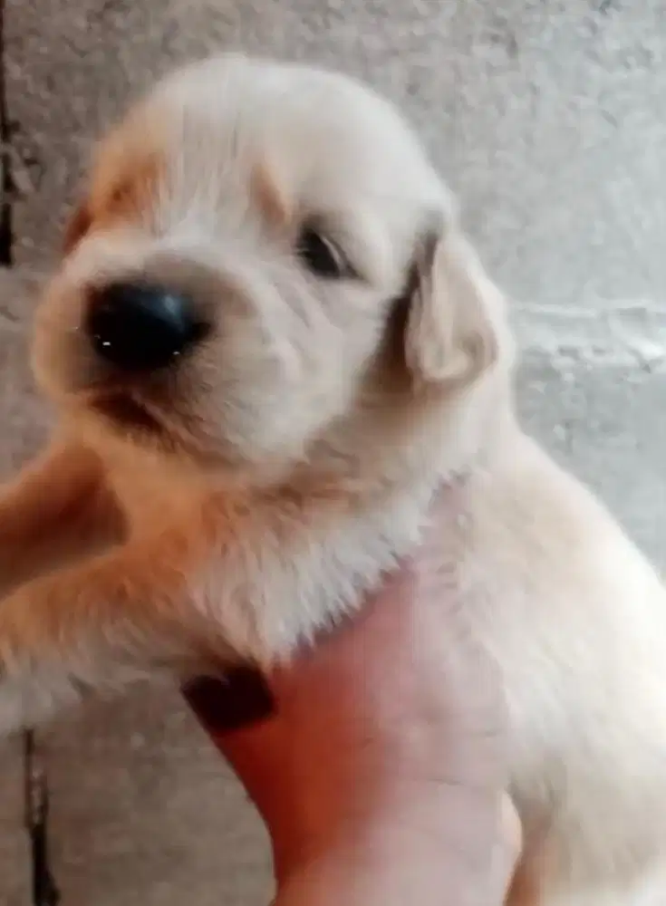 Anjing / puppies golden retriever OB