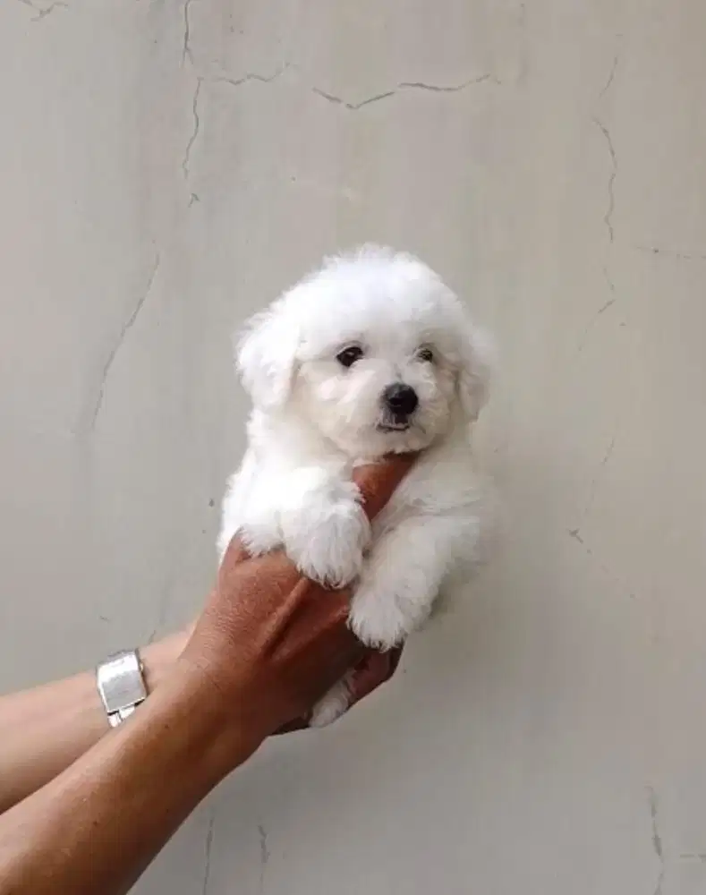Anjing / puppies bichon frise betina