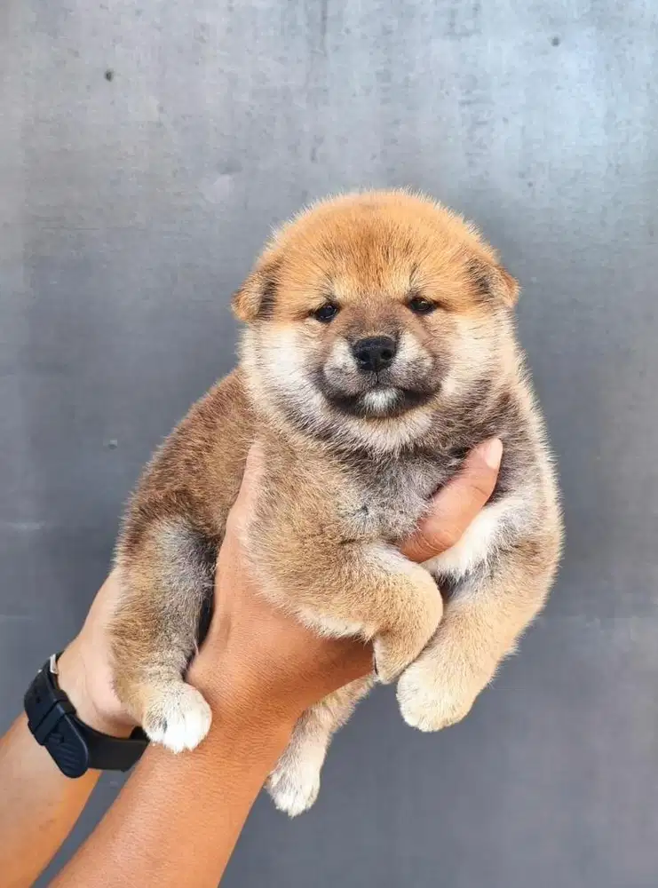 Anjing / puppies shiba inu betina