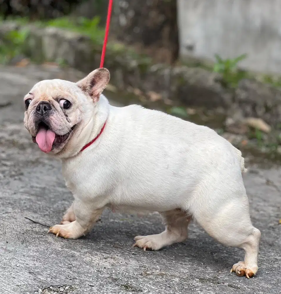 Anjing / indukan french bulldog short body