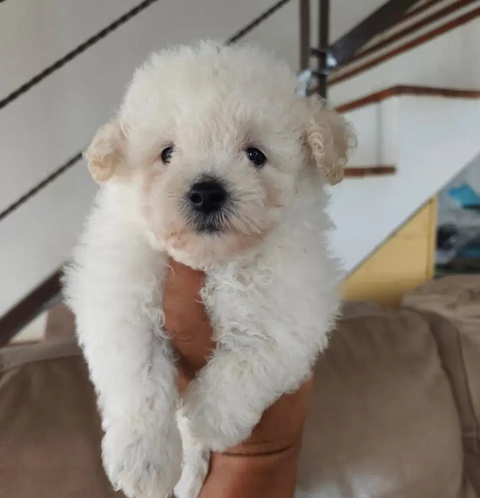 Puppies / anjing poochon jantan cute