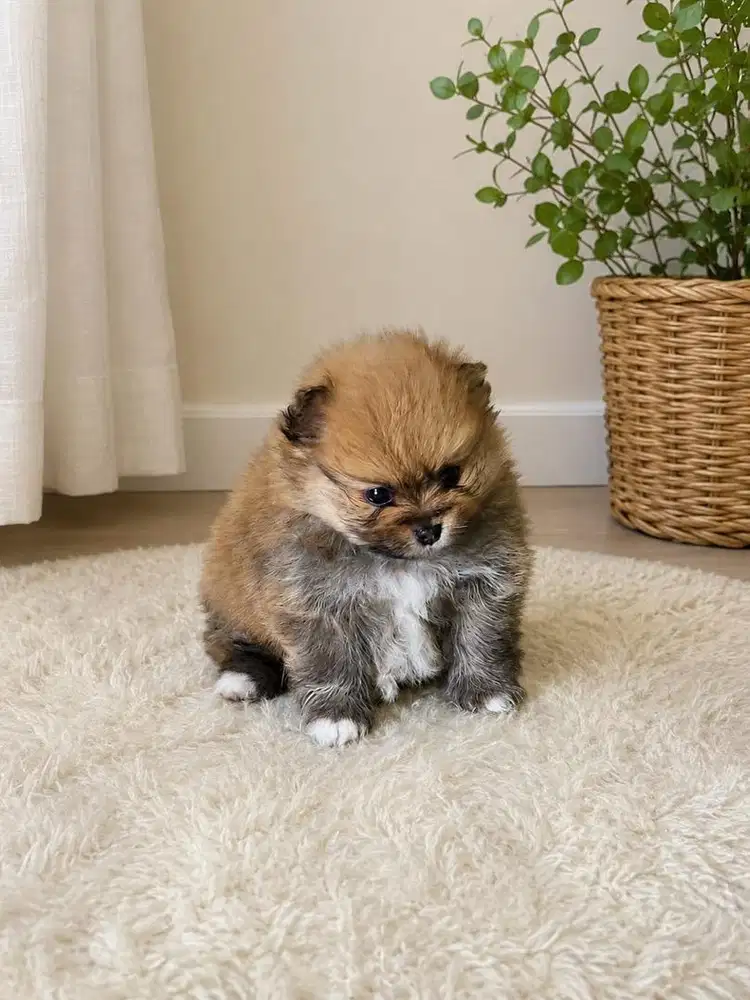 Anjing / puppies minipom cute