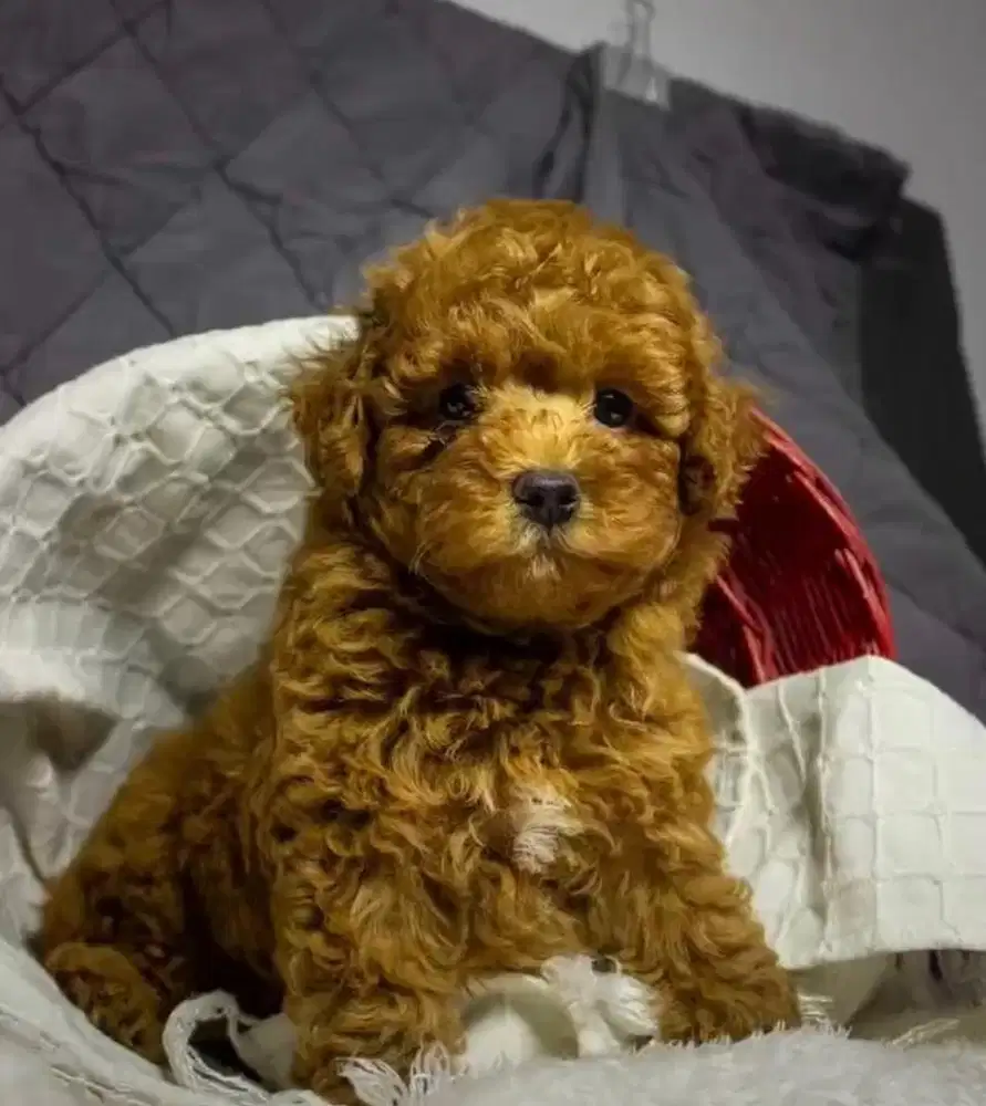 Anjing / puppies red poodle betina