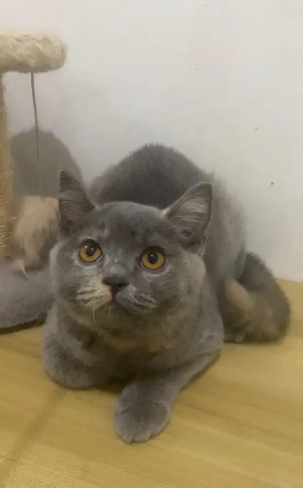 Kitten/Anak Kucing British Short Hair (BSH)