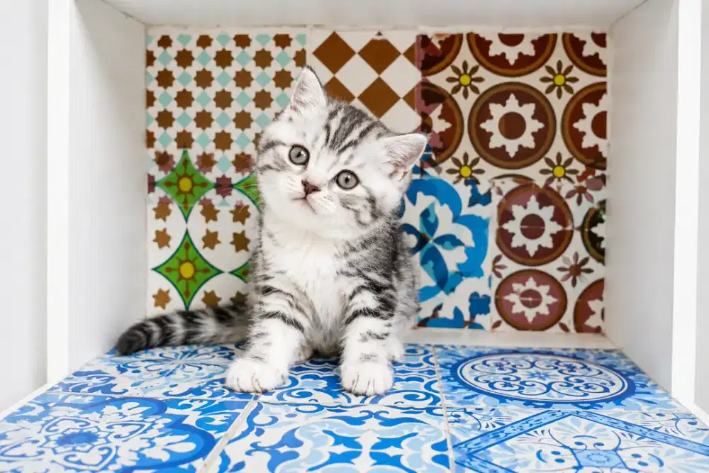 American Shorthair female